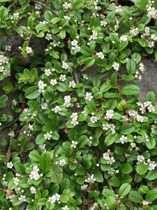 Cotoneaster dammeri radicans
