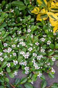 Cotoneaster dammeri 'Evergreen'