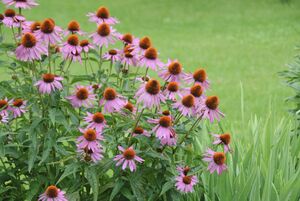 Echinacea purpurea 'Magnus'