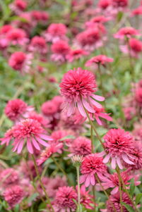 Echinacea purpurea 'Razzmatazz'