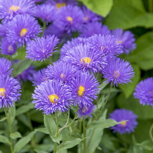 Erigeron 'Dunkelstee Aller'