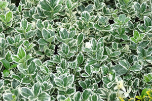 Euonymus japonicus 'Kathy'