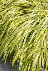 Hakonechloa macra 'Aureola'