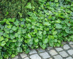 Hedera helix 'Hiberenica'
