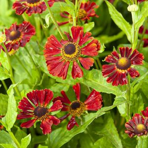 Helenium 'Dunkle Pracht'