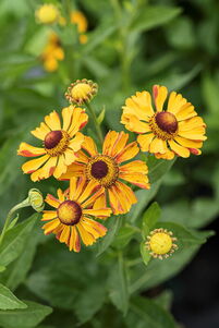 Helenium 'Rauchtopas'