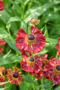 Helenium 'Rubinzwerg'