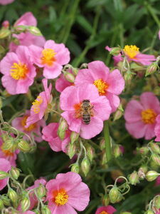 Helianthemum 'Lawrensons Pink'