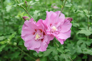 Hibiscus syriacus ERUPTION