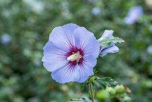 Hibiscus syriacus ULTRAMARINE