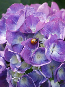 Hydrangea macrophylla
