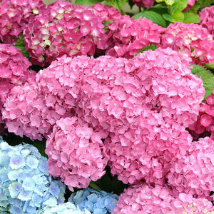 Hydrangea macrophylla Ball-rosa