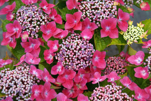 Hydrangea macrophylla 'Kardinal'