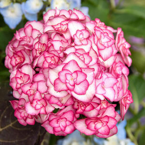 Hydrangea macrophylla MISS SAORI