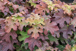 Hydrangea quercifolia 'Ruby Slippers'
