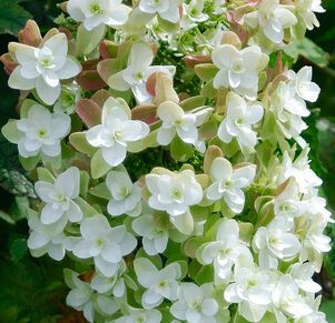 Hydrangea quercifolia 'Snowflake'