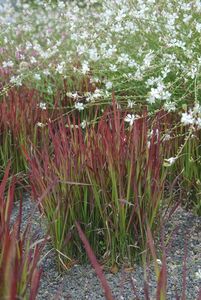 Imperata cylindrica 'Red Baron'