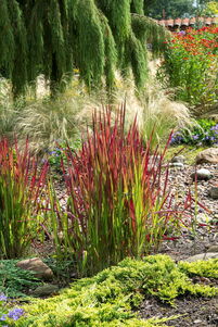 Imperata cylindrica 'Red Baron'