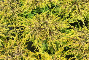 Juniperus communis 'Goldschatz'