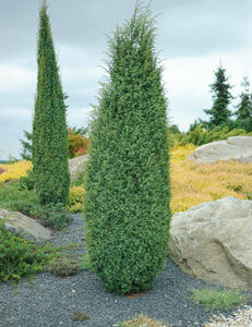 Juniperus communis 'Hibernica'