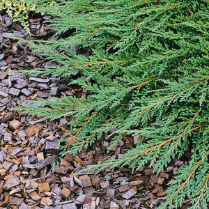 Juniperus horizontalis 'Prince of Wales'