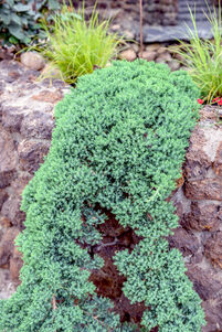 Juniperus procumbens 'Nana'