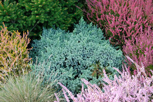 Juniperus squamata 'Blue Star'