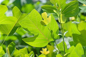 Liriodendron tulipifera