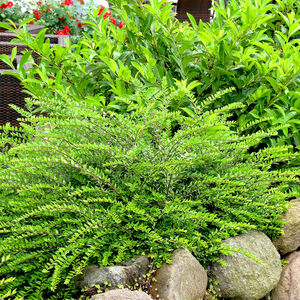 Lonicera nitida 'Maigrün'