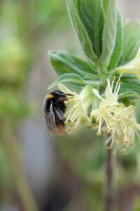 Sibirische Blaubeere 'Tomiczka'