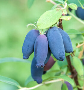 Sibirische Blaubeere 'Tomiczka'