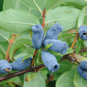 Sibirische Blaubeere 'Siniczka'