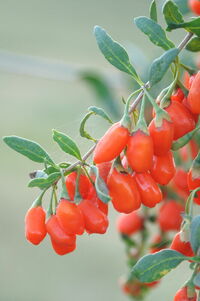 Goji-Beere 'No.1 Lifeberry'