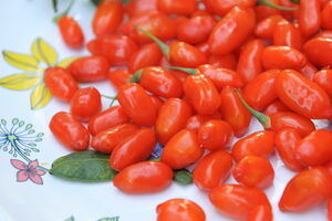 Goji-Beere 'No.1 Lifeberry'