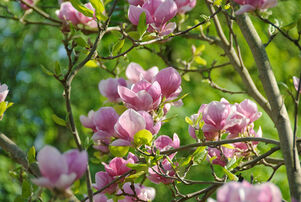 Magnolia soulangeana