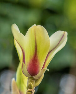 Magnolia 'Sunrise'