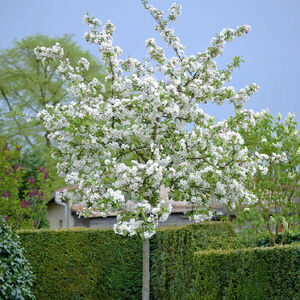 Malus 'Evereste'