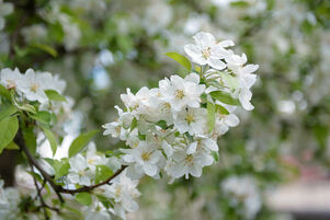 Malus 'Evereste'