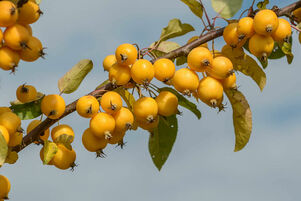 Malus 'Golden Hornet'