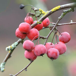Malus 'Red Sentinel'