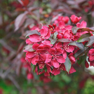 Malus 'Royalty'