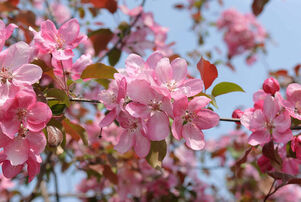 Malus 'Rudolph'