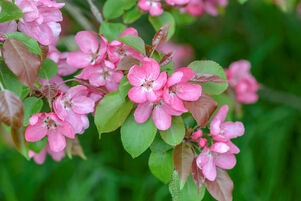 Malus 'Rudolph'