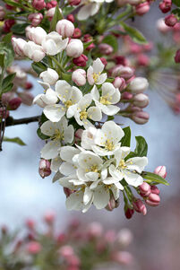 Malus toringo 'Tina'