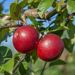 Apfel 'Gerlinde'