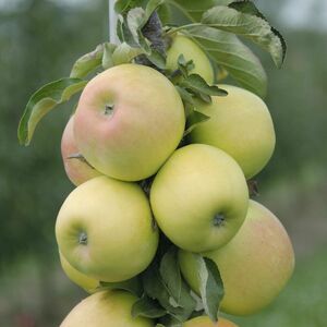 Säulen-Apfel 'Goldcats'