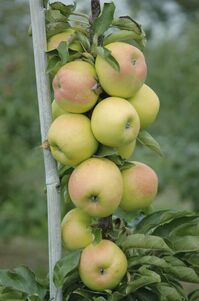 Säulen-Apfel 'Goldcats'