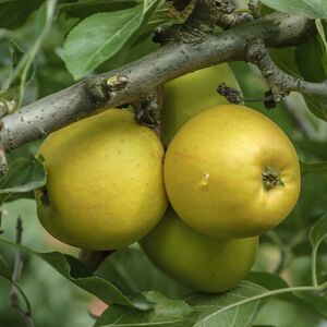 Apfel 'Goldparmäne'