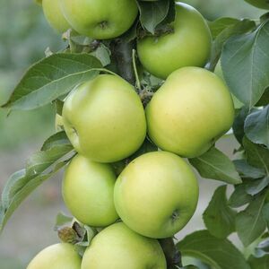 Säulen-Apfel 'Greencats'