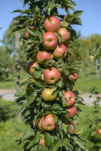 Säulen-Apfel 'Jucunda'